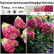Гортензия метельчатая 