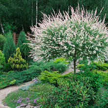 Основное изображение товара