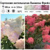 Гортензия метельчатая "Ванилла Фрейз" на фото