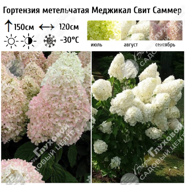 Гортензия метельчатая "Меджикал Свит Саммер" на фото