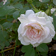 Роза Ругоза 