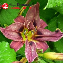 Основное изображение товара