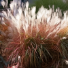 Мискантус китайский (Miscanthus sinensis) Пурпурасценс С2 НСп/26