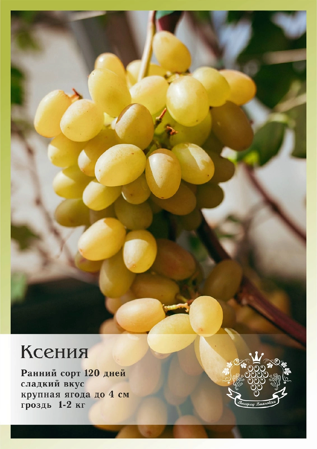 Приглашаем жителей Самары на ДЕНЬ ВИНОГРАДА