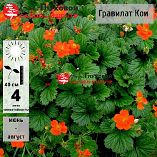 Основное изображение товара