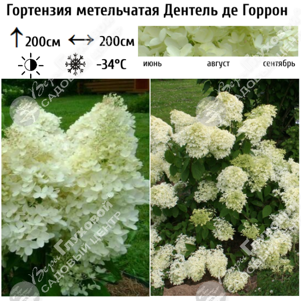 Гортензия метельчатая "Дентель де Горрон" на фото