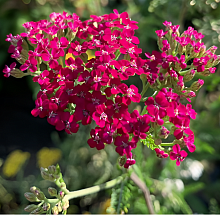 Основное изображение товара