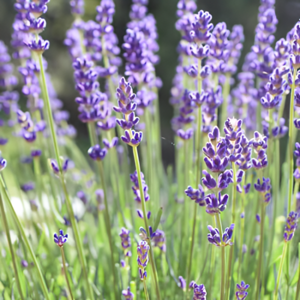 Основное изображение товара