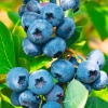 Голубика "Блюголд" на фото