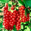 Смородина красная 