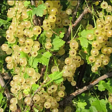 Основное изображение товара