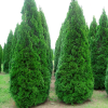 Туя западная (Thuja occidentalis) Смарагд   Р9 ГлХ/26