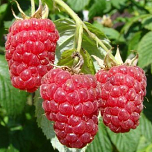 Основное изображение товара