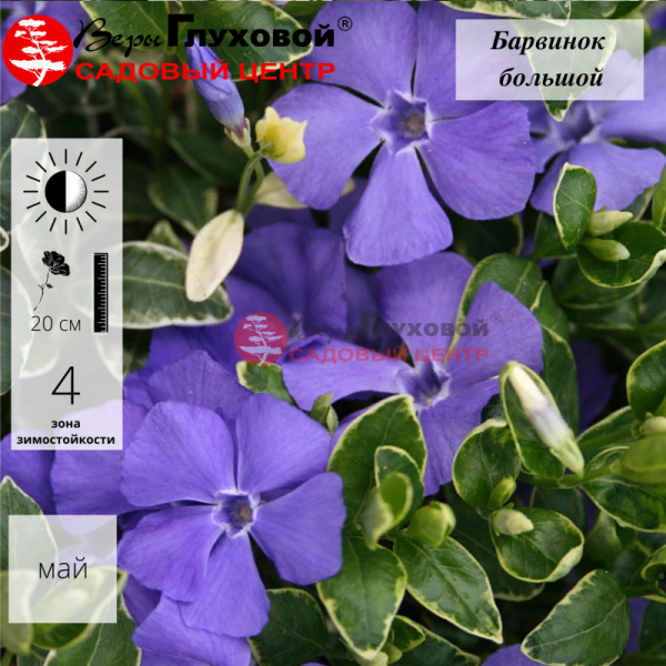 Основное изображение товара