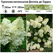 Гортензия метельчатая 