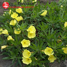 Основное изображение товара