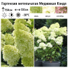 Гортензия метельчатая (Hydrangea paniculata) Меджикал Кэндл  С3 СП/25
