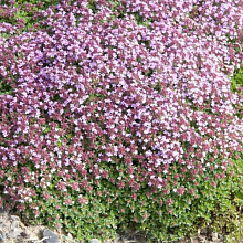 Основное изображение товара