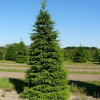Ель обыкновенная  на фото
