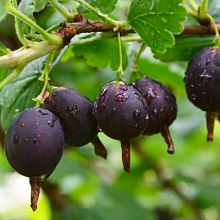 Основное изображение товара