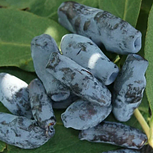 Основное изображение товара