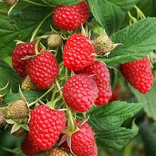 Рисунок 165.jpg