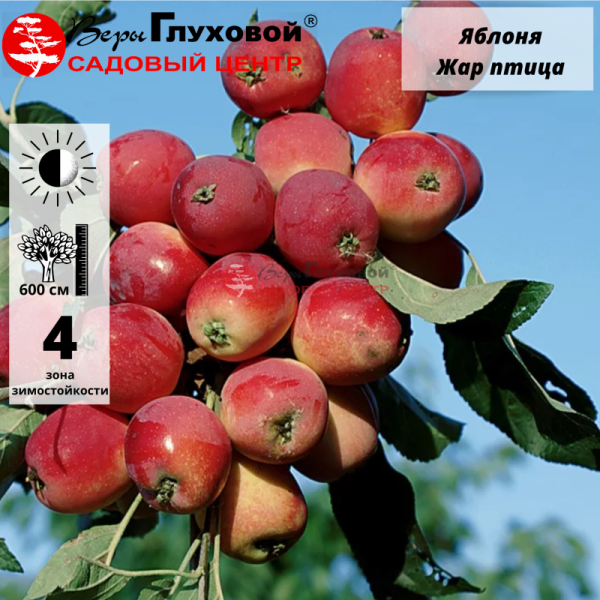 Яблоня Жар птица (летний сорт)