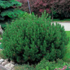 Сосна горная (Pinus mugo) Мопс 20-25 С4 ГЕ/25