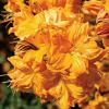 Азалия крупноцветковая (Azalea) 'Golden Lights' 40-60 С5 ПЧ/24
