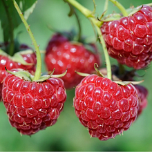 Основное изображение товара