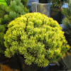 Сосна горная (Pinus mugo) Карстенс Винтерголд 30-35 С5 НБл/26