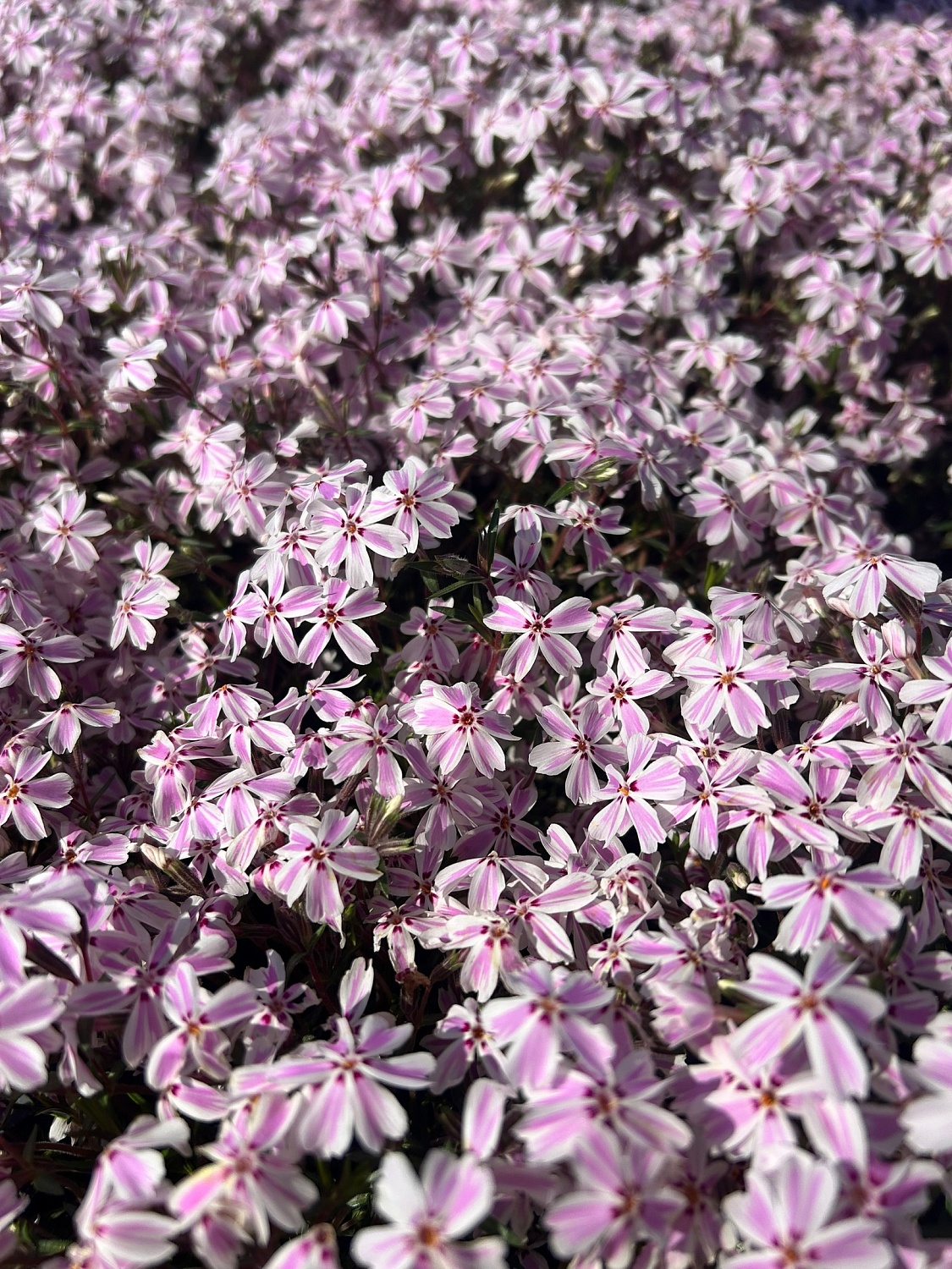 Пышные, ароматные и невероятно разнообразные