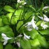 Хоста (Hosta) Гуакамоле С1,5 НСп/26