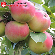 Яблоня 