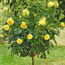 Основное изображение товара