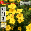 Лапчатка кустарниковая (Potentilla fruticosa) Голдфингер  С3 СП/24