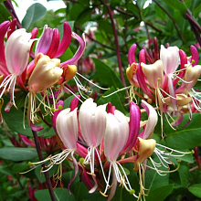 Основное изображение товара