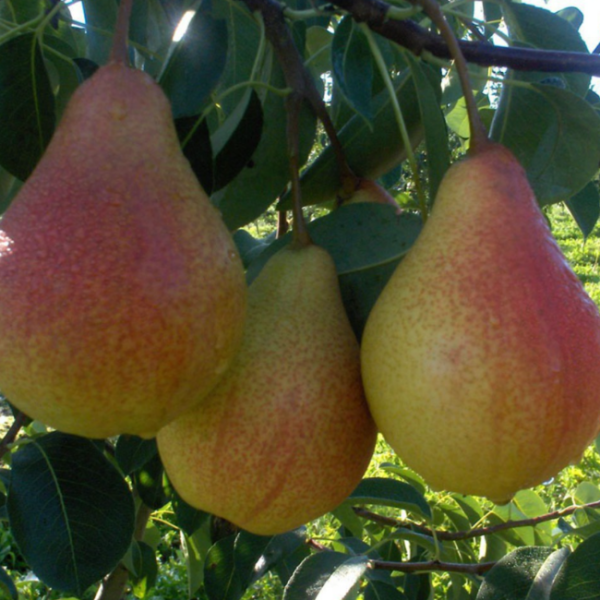 Основное изображение товара