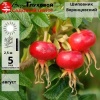 Шиповник Воронцовский С3-5