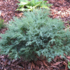 Можжевельник чешуйчатый (Juniperus sguamata) Блю Компакт С3 СП/25
