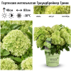 Гортензия метельчатая (Hydrangea paniculata) Граундбрейкер Грини (Литтл Эппл) Р9 СП/26