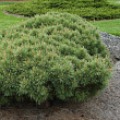 Сосна обыкновенная 