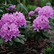 Рододендрон крупноцветковый 