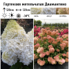 Гортензия метельчатая (Hydrangea paniculata) Диамантино 2-3вет ОКС СП/25