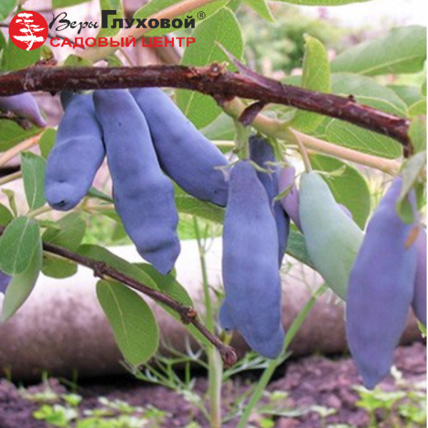 Основное изображение товара