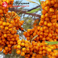 Основное изображение товара