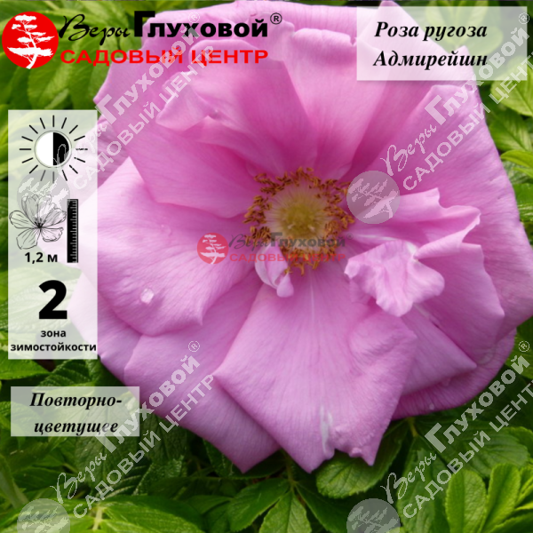 Барбарис Тунберга "Адмирейшн" на фото