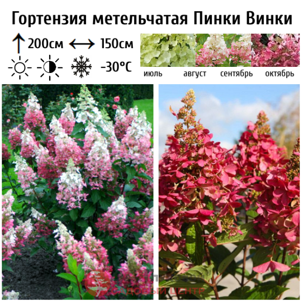 Основное изображение товара