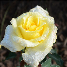 Основное изображение товара