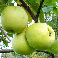 Яблоня Антоновка (зимний сорт)